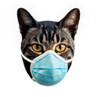 Feline with a blue medical mask, presenting a lighthearted view on pet safety and health, capturing attention with its unique and amusing expression png