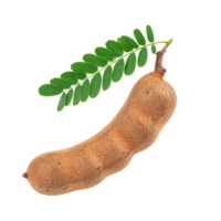 Tamarind pod with green leaves on transparency png