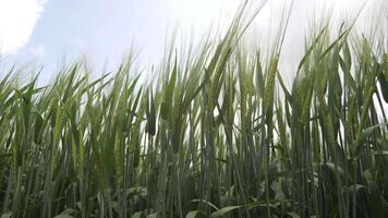 A field of green wheat is shown in this image video