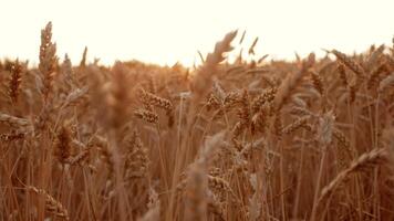 Wheat stalks sway gently in the evening breeze, soaking up the golden hues of the sunset. The expansive fields create a serene atmosphere, highlighting nature's beauty. video