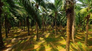 Smooth FPV drone flight through palm trees in tropical plantation, Krabi, Thailand. Peaceful cinematic glide with sunlight and shadows. video