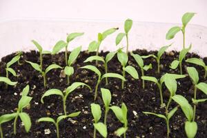 A lot of Plants seedlings bloom under on the natural light photo