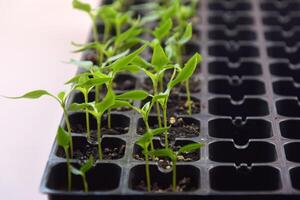 The Plant seedlings bloom under on the natural light. photo