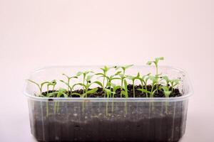 A Box of Plant seedlings bloom under on the natural light. photo