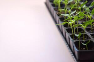 The plant seedlings bloom under on the natural light photo