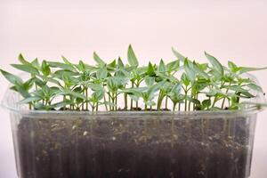 The plants seedlings bloom under natural light on the light background. photo