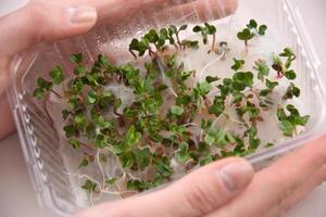 Plant seedlings bloom under on the natural light. photo