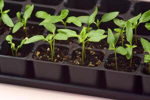 A Plant seedlings bloom under natural light on a light background. photo