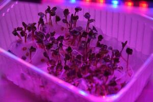 Plant seedlings grow well under the light of LED lamps. photo