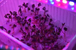 The plant seedlings flourish under the glow of LED lights. photo