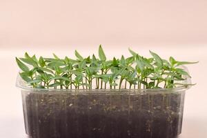 The box with 2 plant seedlings bloom under natural light on a light background. photo