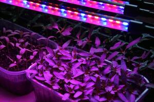 The Plant seedlings grow well under the light of LED lamps. photo