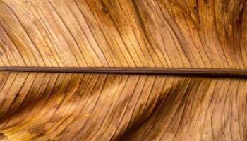 top view of dry banana leaf surface with smooth brown lines and natural vein patterns, tropical organic texture background for eco-friendly packaging or design use photo