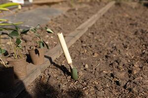 Close up small hand trowel in garden surrounded by strawberry seedlings photo