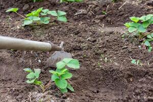Gardener removing weeds with hoe in strawberry field photo