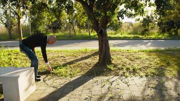 Man Picks Up Fallen Branches from Trees in the Park video
