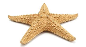 Isolated Orange Starfish on White Background Marine Life and Ocean Concept photo