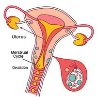 Understanding the Menstrual Cycle Ovulation vector