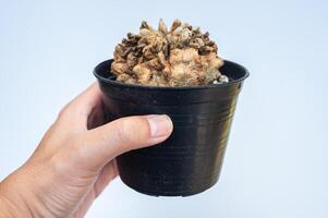 Cropped shot view of someone holding a pot of dying Ferocactus in hand. photo