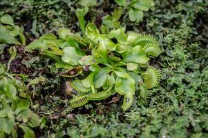 Venus flytrap growing in the nature. The Venus flytrap gets some of its nutrients from the soil, but to supplement its diet, the plant eats insects and arachnids. photo