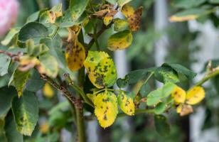 Black spot occurs on yellow rose leaves. Black spot is a fungal disease that affects roses. photo