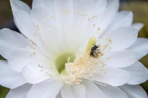 Stingless bee while collecting nectar from cactus flower. photo