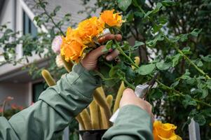 Cropped shot view of someone trying to cut halloween roses from rose tree. photo