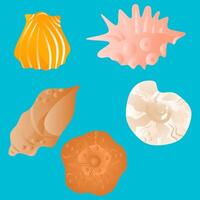 Set of different seashells on blue background vector
