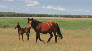 A brown mare and her foal walk through a green field under a blue sky. The scene captures the beauty of nature and the bond between mother and young video