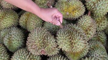 Durian pile, A hand reaches in to select and touch durians from a pile at a tropical fruit market. Concept of fruit picking, Tropical agriculture, and choosing fresh produce by hand, Close-up video