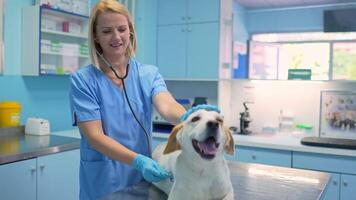 Happy dog enjoys checkup at bright veterinary clinic with caring staff video