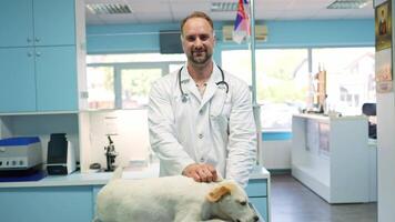 Caring vet attends to a playful dog in a bright clinic setting video