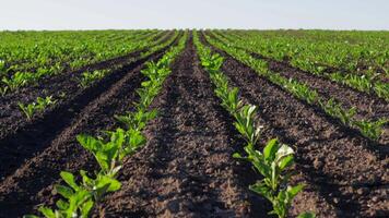 Fields of sugar beet are thriving with vibrant green plants growing in well-tended rows, showcasing successful agricultural practices video
