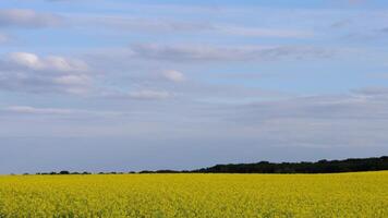 Golden rapeseed flowers fill the expansive field, creating a stunning visual under a partly cloudy sky. Nature flourishes in this serene setting video