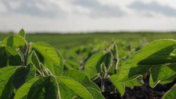 Lush soybean plants grow vigorously in a vibrant field, showcasing robust leaves and healthy development in favorable weather conditions video