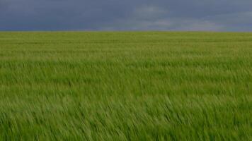 A sweeping view showcases flourishing green barley crops in a field, reflecting the vitality of agriculture during growth season video