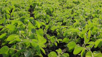 Vibrant soybean plants grow densely in a rich green field under optimal sunlight conditions, showcasing their healthy development video