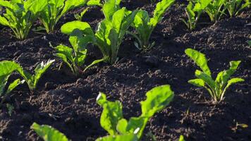 View the thriving sugar beet plants in a lush field, demonstrating successful agriculture techniques and healthy crop growth video