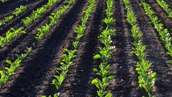 Sugar beet plants thrive in well-structured soil, highlighting successful farming practices and crop management techniques in agriculture video