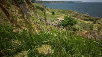 Untouched wild nature, grass on the slopes of the Gadzhibey estuary. Calamagrostis -reed grass or smallweed video