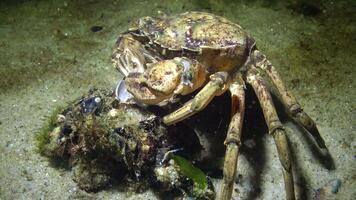 Nutrition of Green crab or Shore crab Carcinus maenas, Carcinus aestuarii, crayfish takes meat from the mussel shell and puts it in its mouth, Black Sea. video