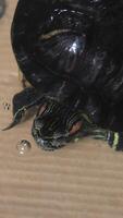Red-eared water turtle sits on the bottom of an aquarium and blows bubbles, top view video