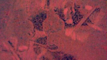 Digital glitch aesthetic a vibrant digital glitch with streaks of magenta and dark blue. reminiscent of data corruption. video