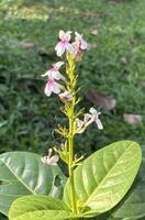 Pseuderanthemum Flower and Leaf for Botanical and Design Use photo