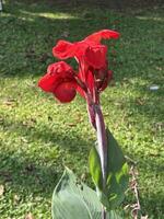 Tropical Canna Lily Flower with Fading Petals photo