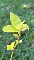 Macro of Pseuderanthemum Leaf for Botanical and Design Use photo