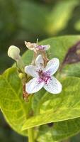 Extra Macro of Pseuderanthemum Flower and Leaf for Botanical and Design Use photo