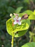 Macro of Pseuderanthemum Flower and Leaf for Botanical and Design Use photo