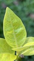 Macro of Pseuderanthemum Extra Large Leaf for Botanical and Design Use photo