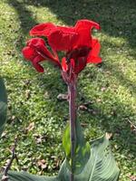 Detailed Shot of Tropical Red Canna Lily photo